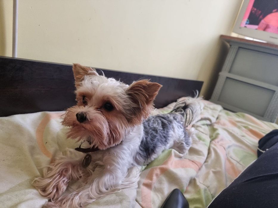 Мини йоркширски териер