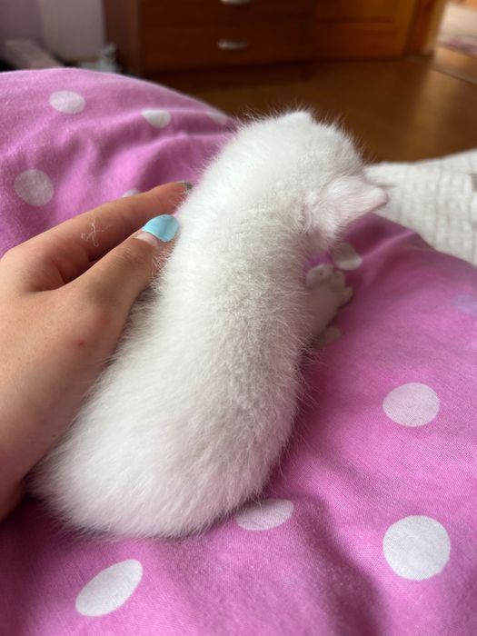 Подарявам 5 котенца