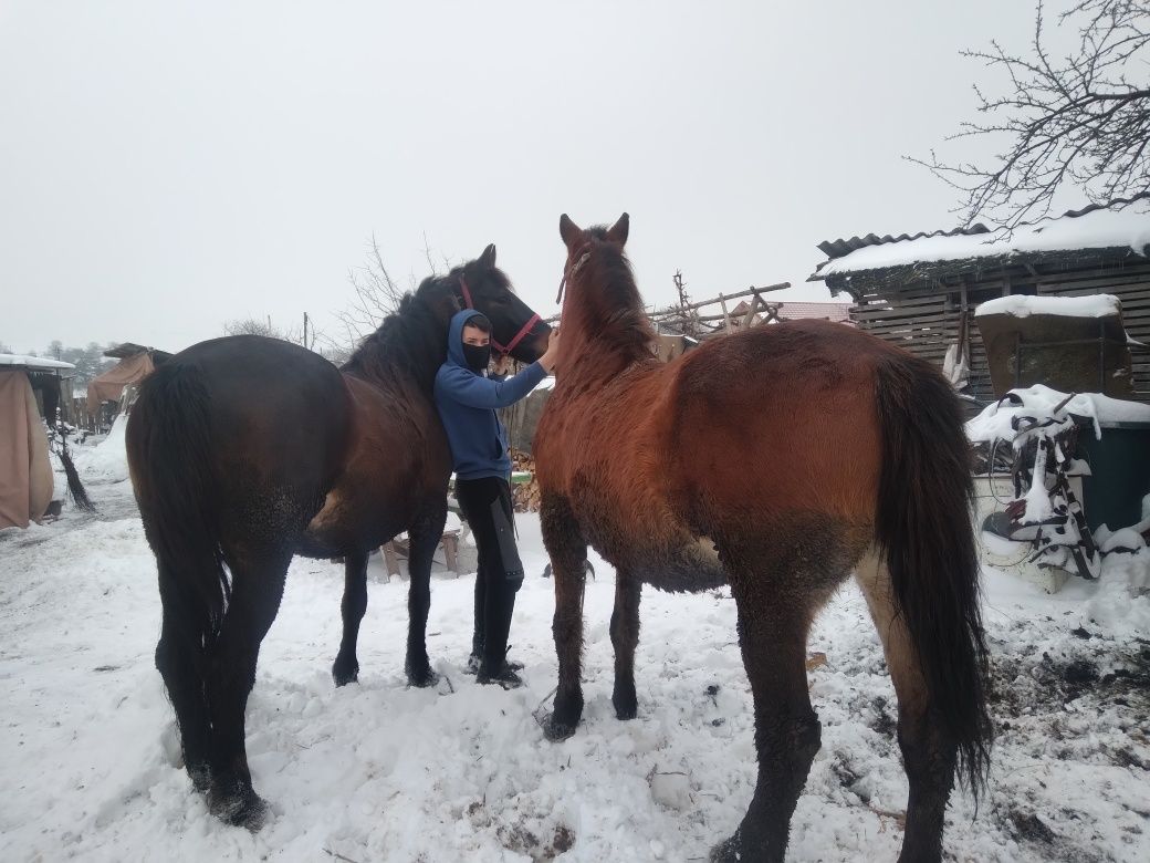 Vând cal castrat și iapa gestantă în 4 luni