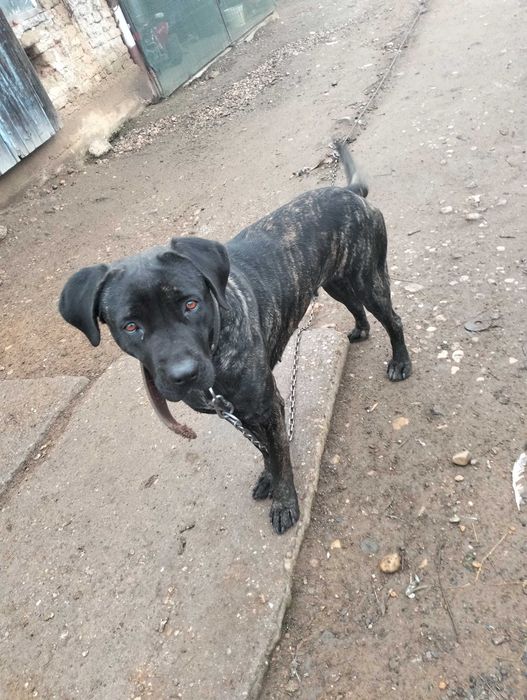 Cățelușa Cane Corso