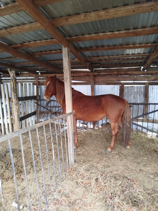 5жасар айғыр сатылады