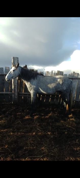 Лошадь на продажу