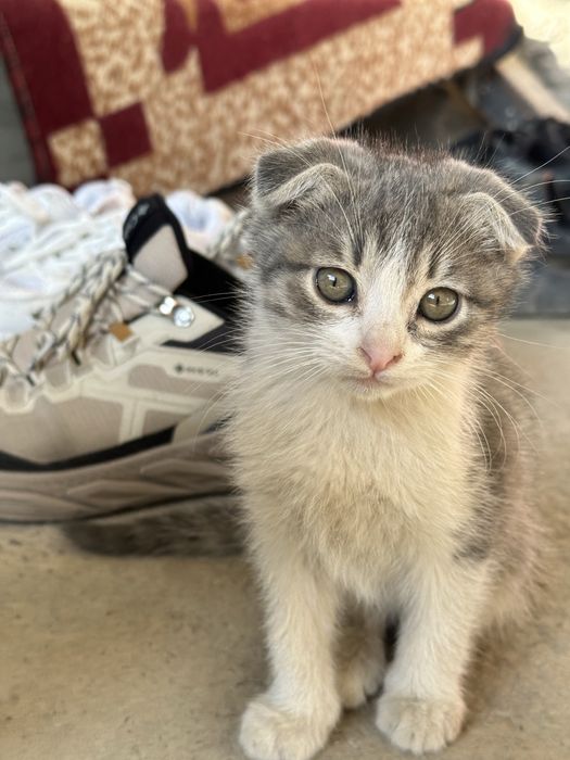 Котенок 2 месяца мальчик