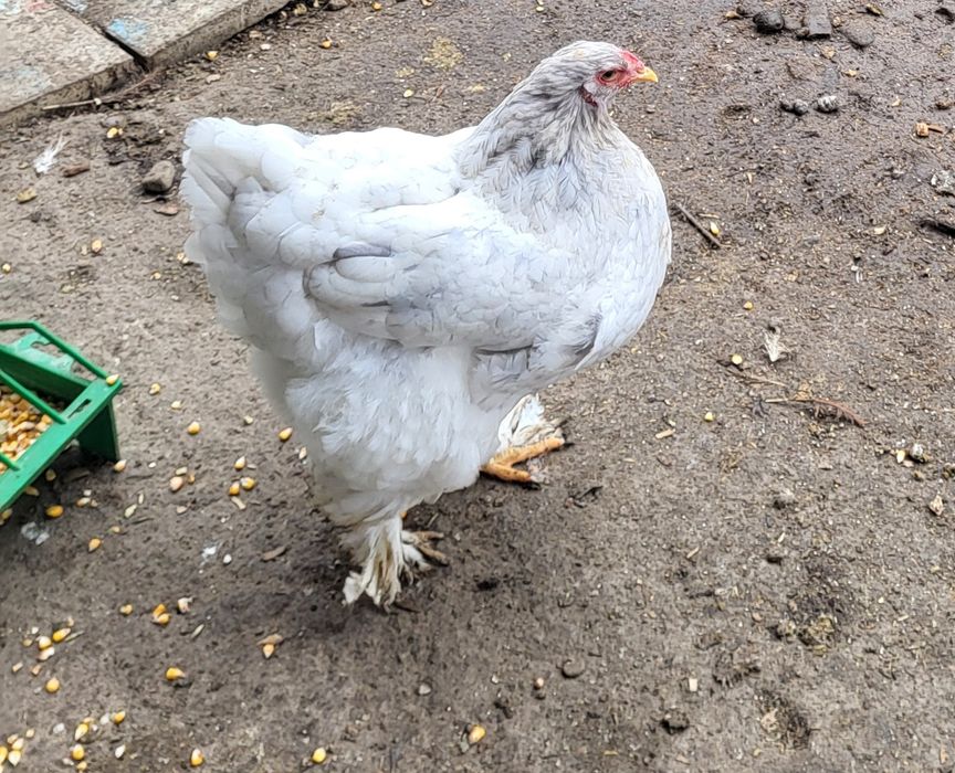 Vând 2 gaini brahma