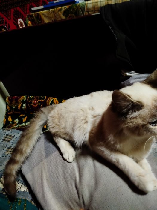 Одам бесплатно кошку