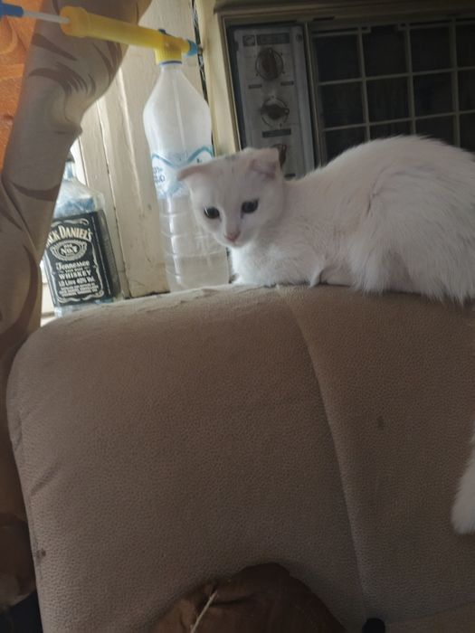 Котенок скотишь фолд, 4 месяца, кушает любую еду, к лотку приучены