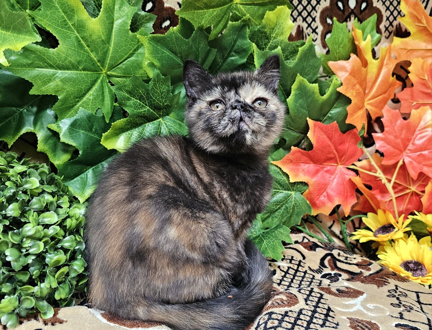 Персийско екзотично котенце