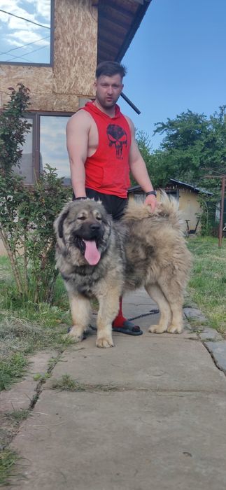 Femela Ciobanesc Caucazian