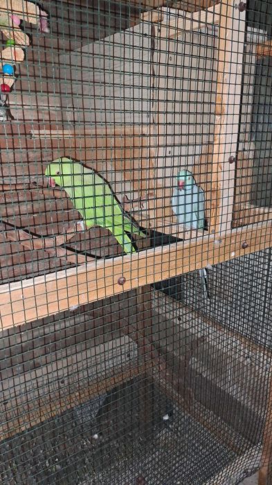 Vand pereche de Micul Alexander