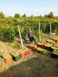 Vând struguri de vin
