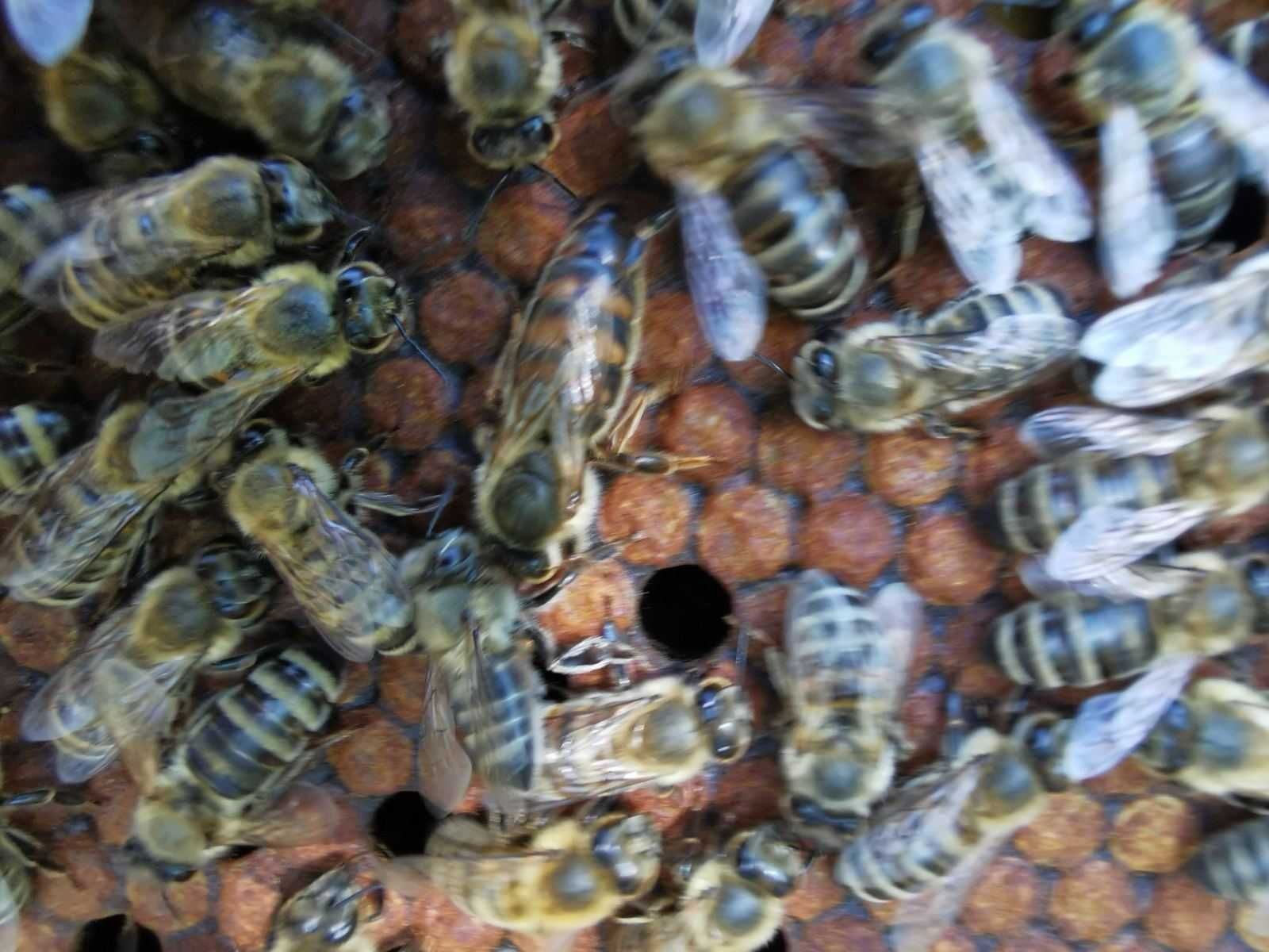 Пчелни майки и отводки 2024