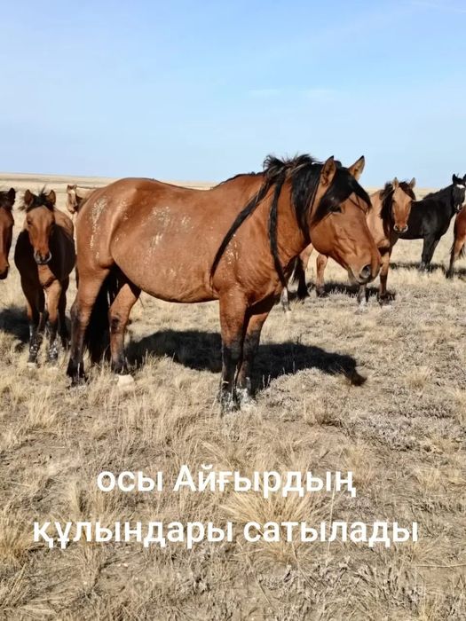 Еркек жабағылар сатылады МЗ