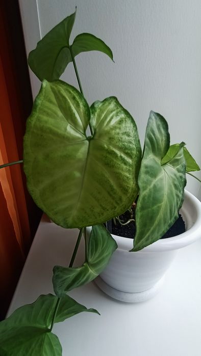 Сингониум ножколистный (Syngonium Podophyllum)