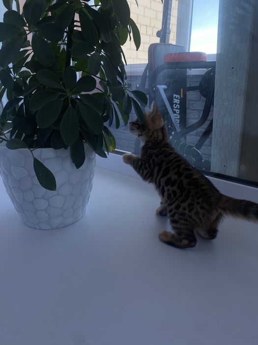 бенгальская кошка