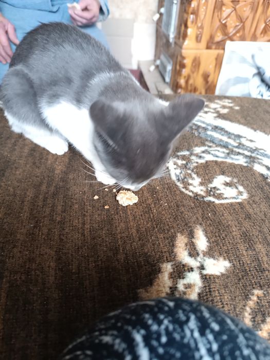 Ofer spre adopție motănel