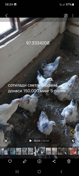 Светлая брама чистокровка