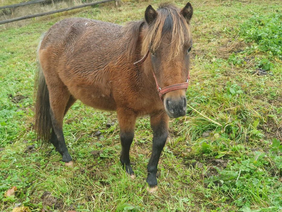 Vând sau schimb poneita 1 an jumătate