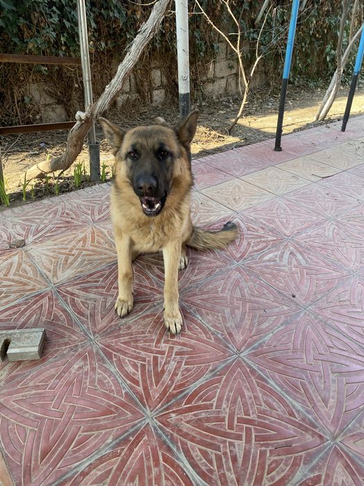 Срочно продается Немецкая овчарка девочка