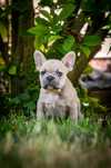 Bulldog francez.