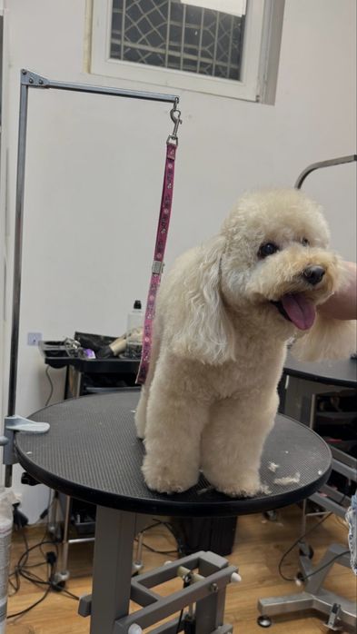 Tuns catei Bragadiru