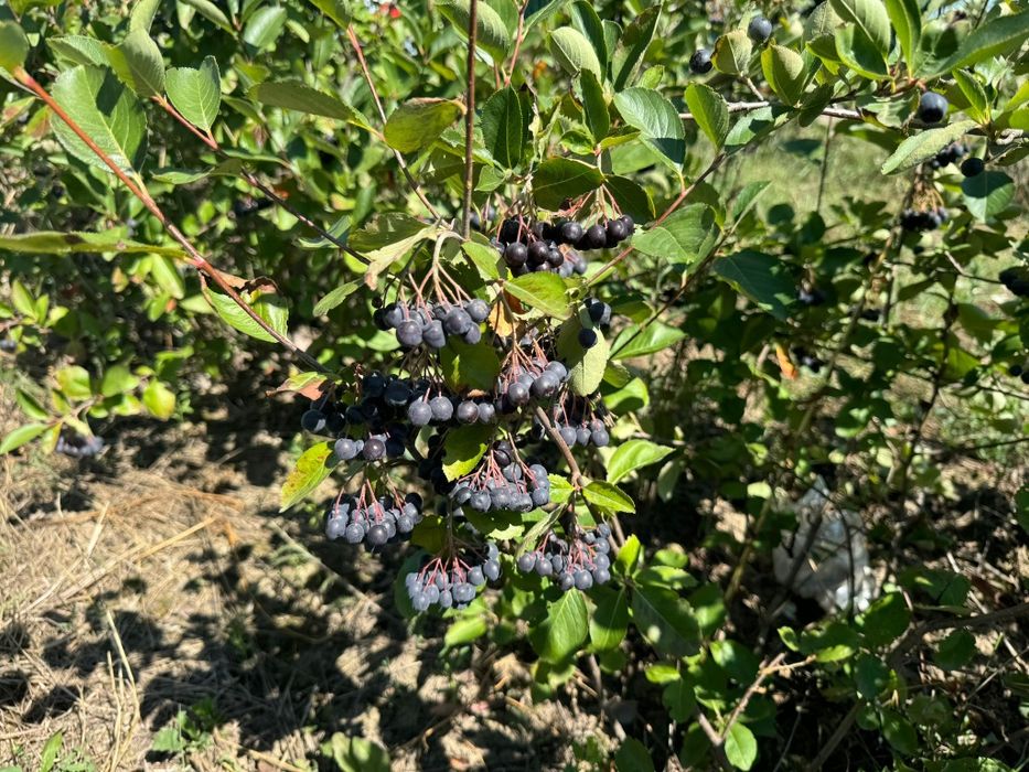 Aronia fructe de vanzare