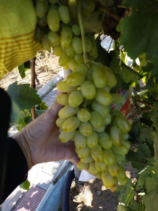 Продается дача 16,73 соток