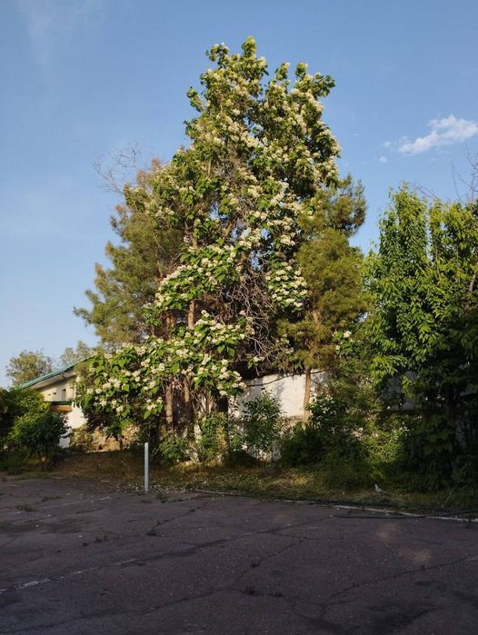 Земельный участок в Янгий Узбекистан, фасад 150м ширина 40м, Тузель