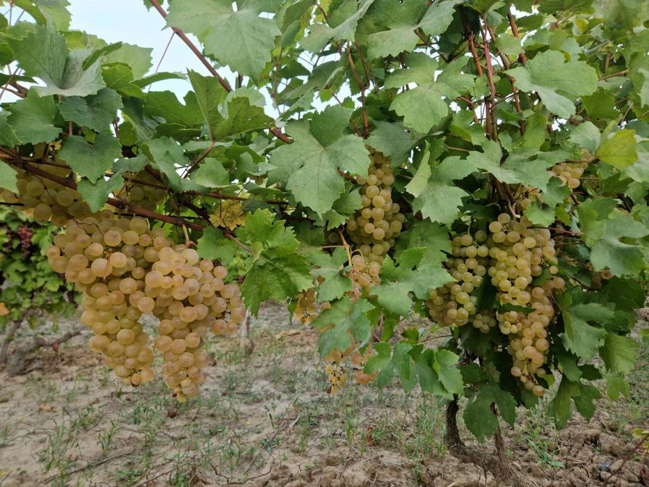 Struguri de masa si de vin