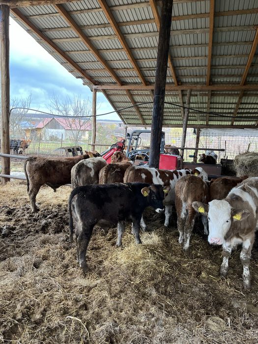 Vand baltate frumoase