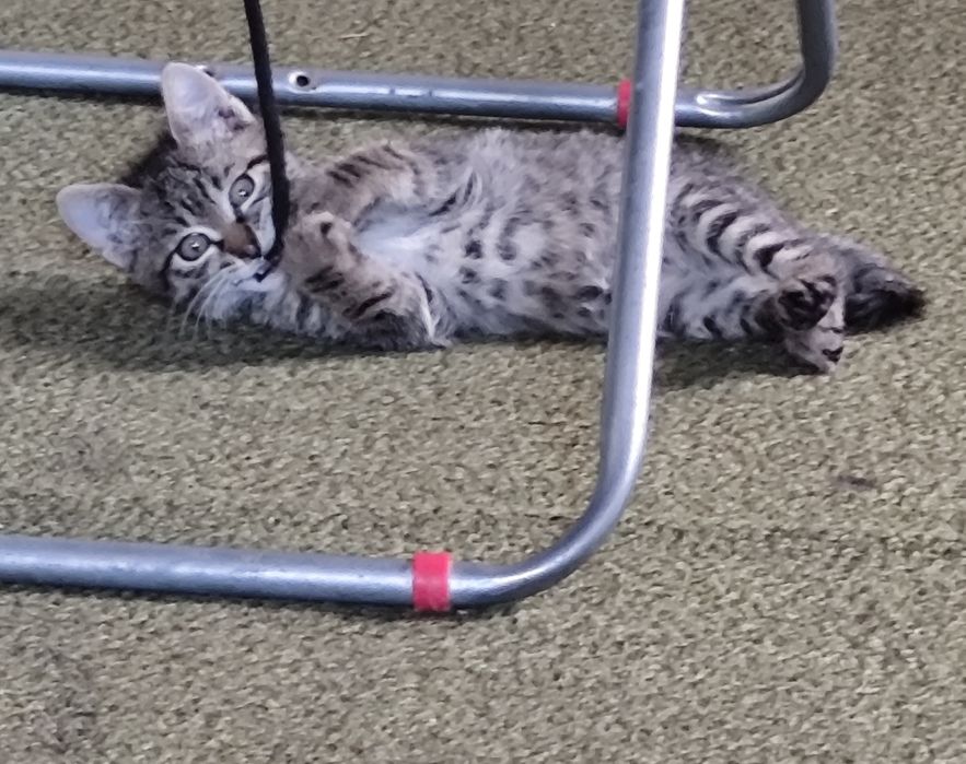 Подарявам малки котенца