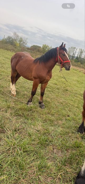 Vand sau schimb manz