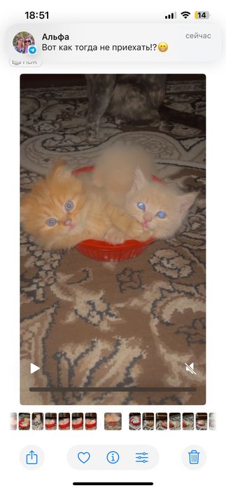 чистокровные шотландцы