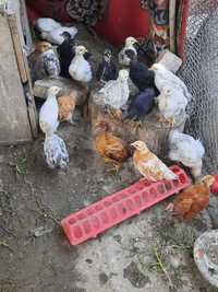 Цыплята 1 месяц 1000 тенге