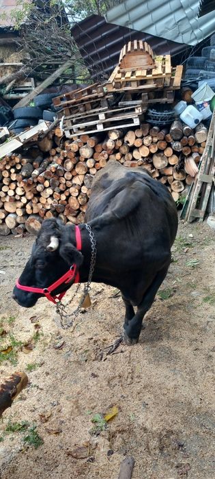 Vând vacă gestantă