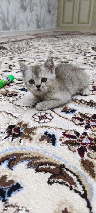 Породистый котёнок