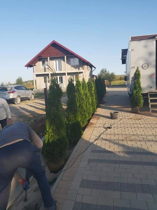 Plante ornamentale prețuri accesibile