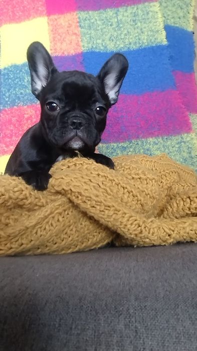 Bulldog francez Femelă