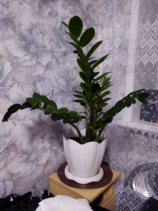 Замиокулькас (долларовое дерево)