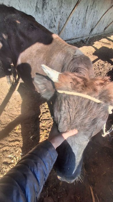 Buqalar 2 ta qora va qizil