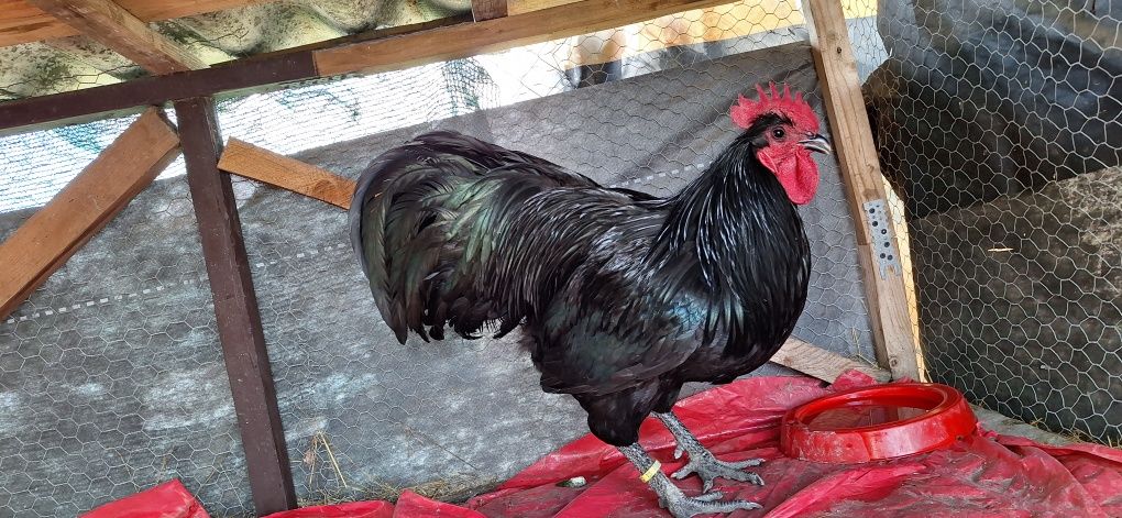 Vând cocosi de australorp tineri