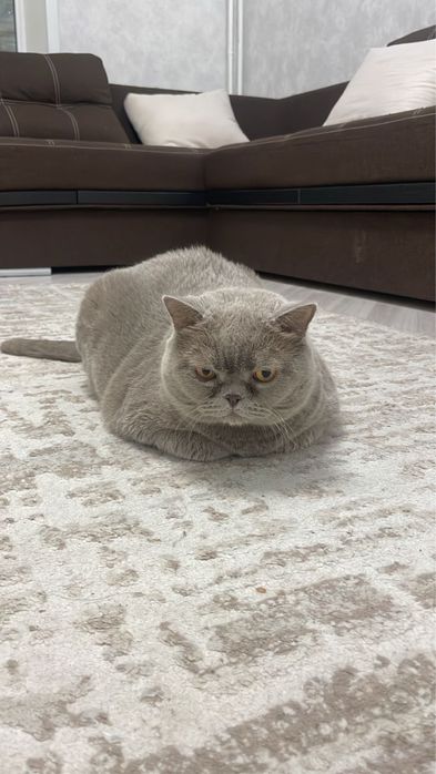 Отдам британца в добрые руки