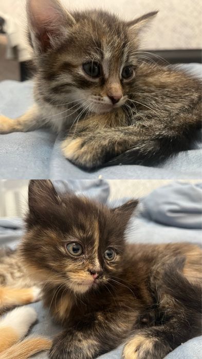 Отдам в хорошие руки