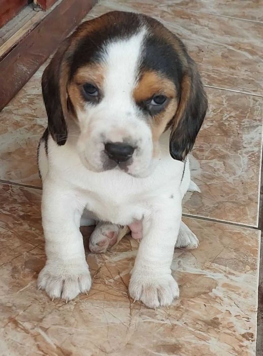 Куче порода Бигъл