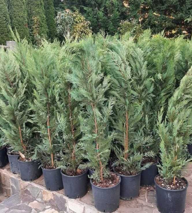Plantează Cupressocyparis Leylandii și bucură-te de un spațiu verde