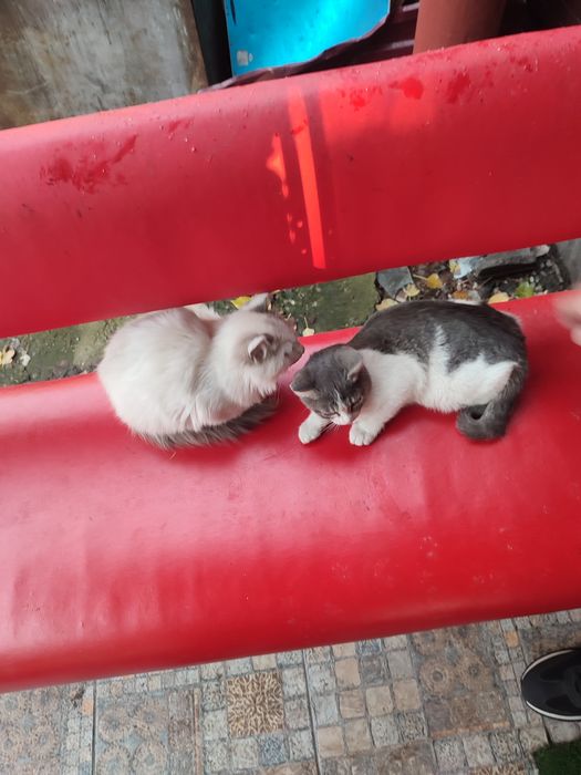 Отдам котят в хорошие руки