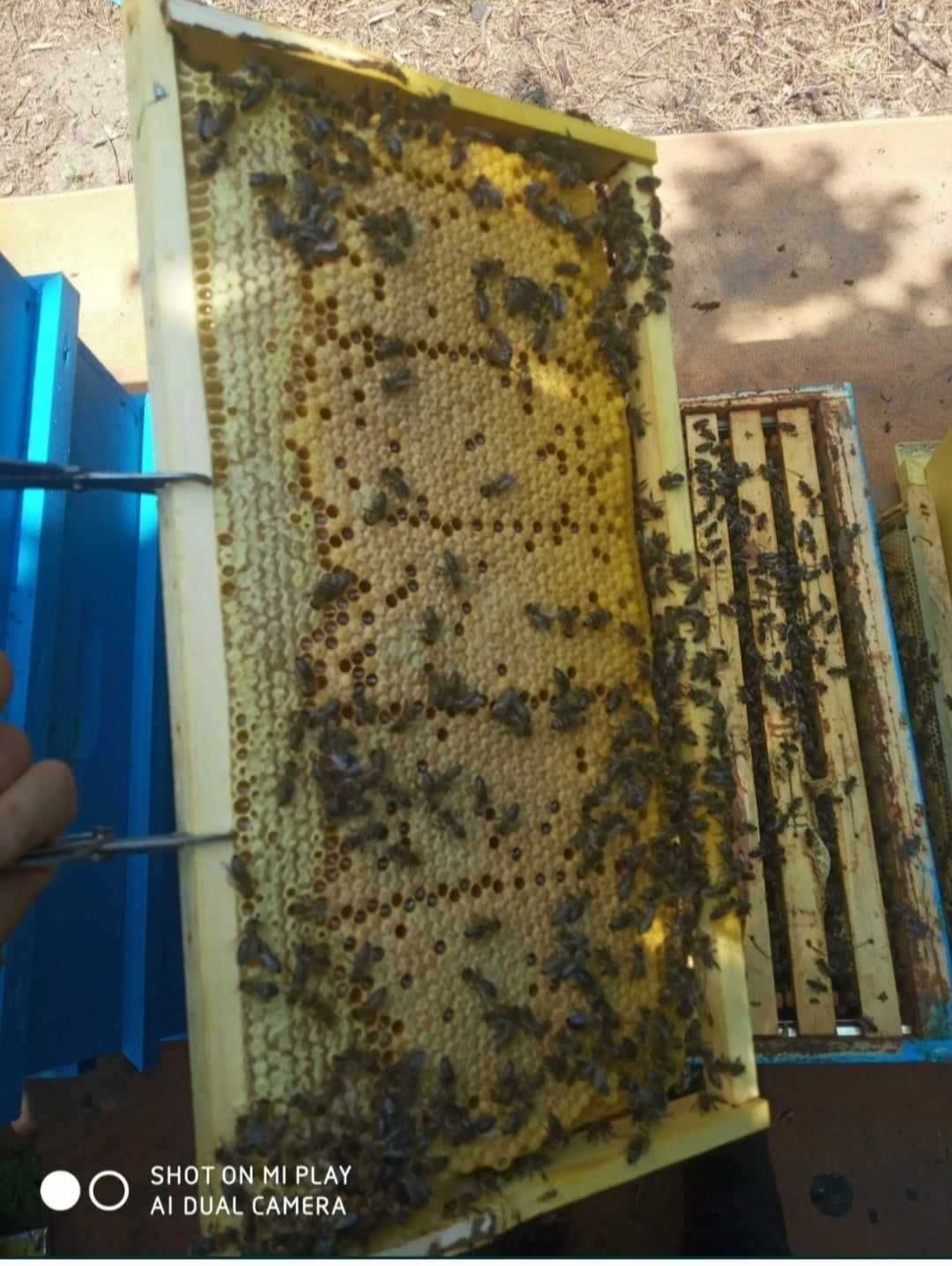 Пчелни отводки многокорпусни
