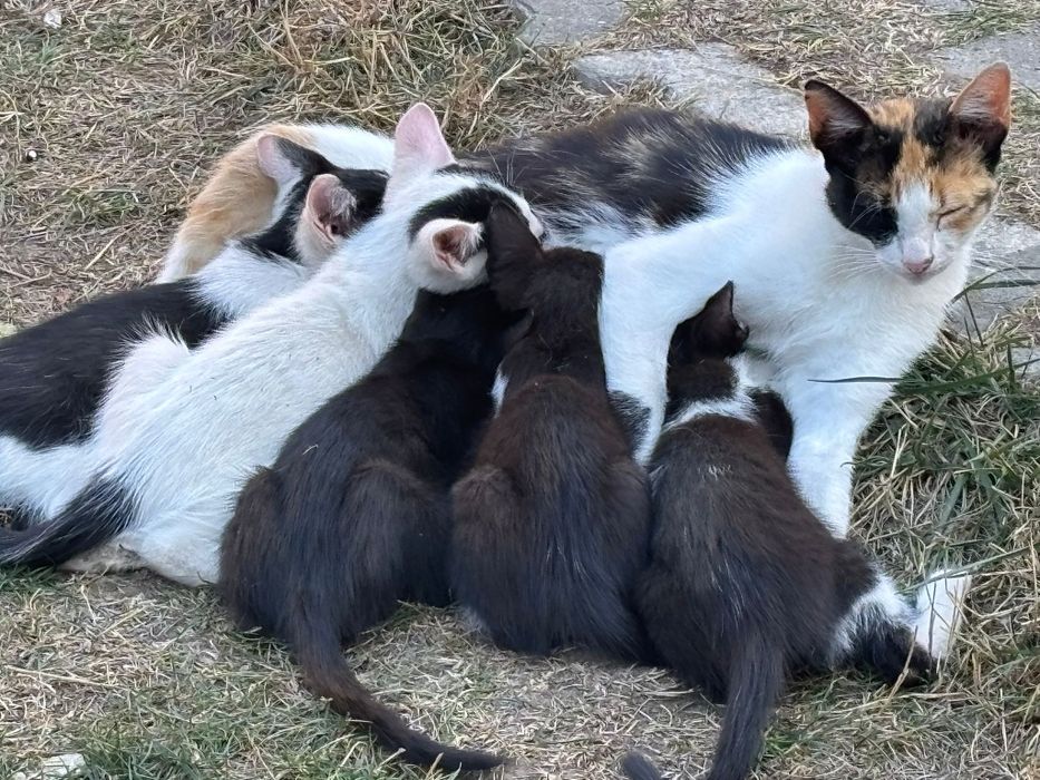 Pui de pisica ,4 fete și un băiat în vârstă de 3 luni