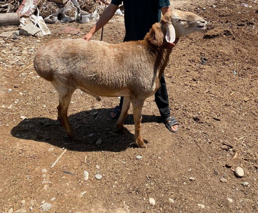 Qoʻchqor zotli gigand