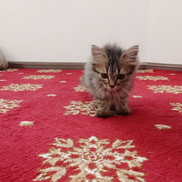 4 oylik mushuk bolasi