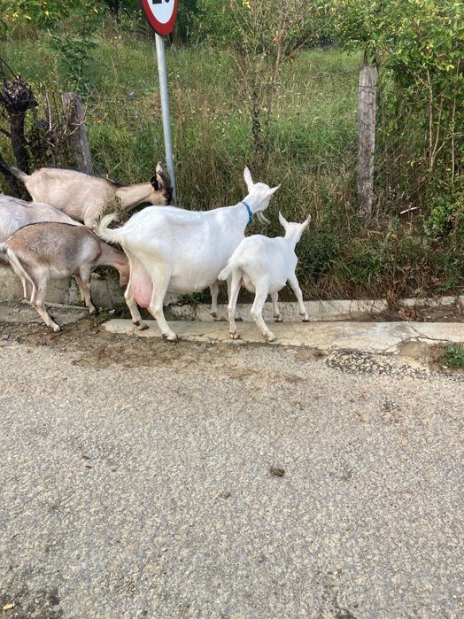 Vând două iedute
